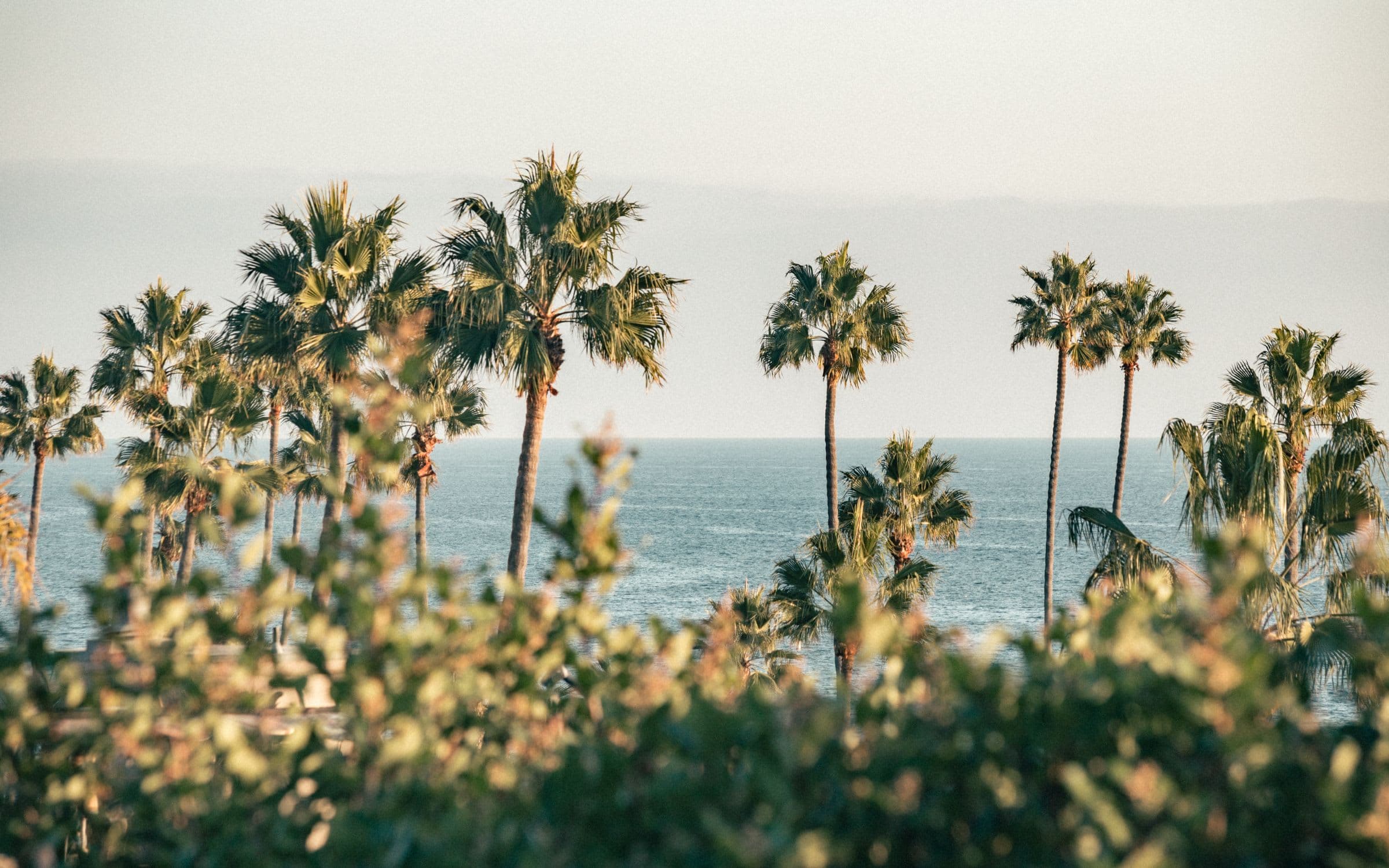 Palms and the ocean seen through soft foreground foliage